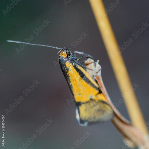 A concealer moth on a stem photo