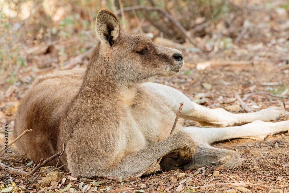 Fototapeta premium Old male Eastern Grey Kangaroo with facial scars resting on the ground
