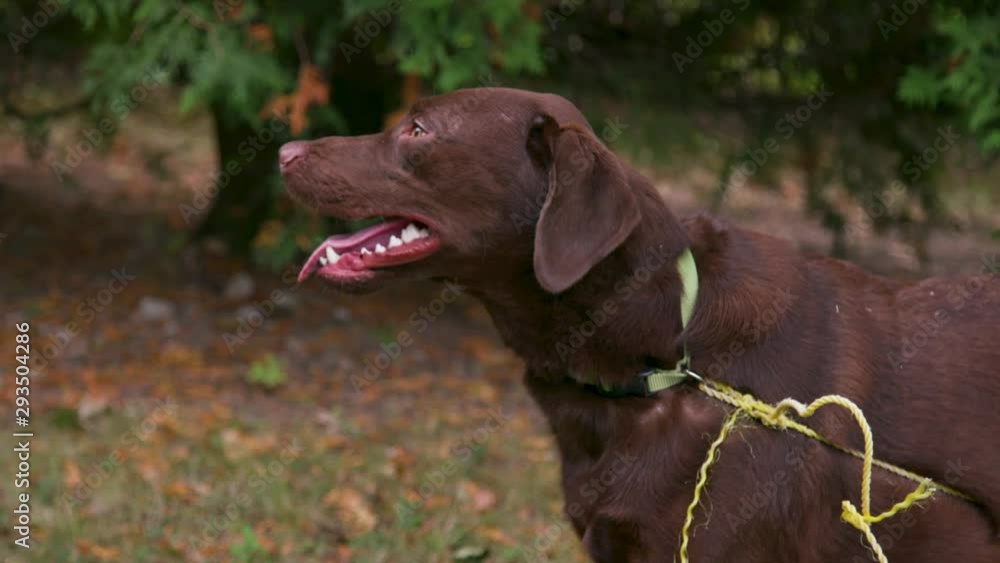 Happy Adventurous Chocolate Retriever Dog Happy Adventurous Chocolate Retriever Dog