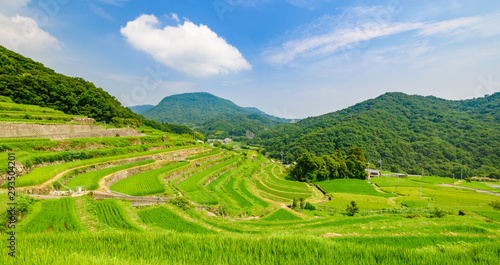 Nakayama Senmaida rice terrace paddy fields, Shodoshima Island, Japan photo