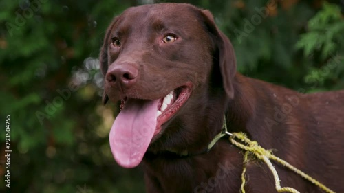 Happy Chocolate Retriever Dog Panting photo