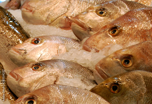 fresh fish in the market