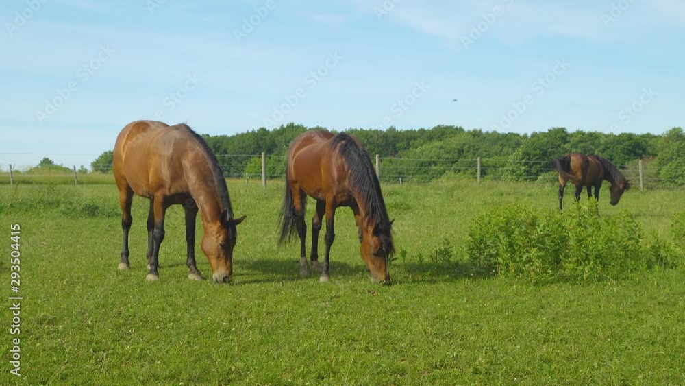 Horses Grazing in Pasture on Summer Day in Michigan Horses Grazing in Pasture on Summer Day in Michigan