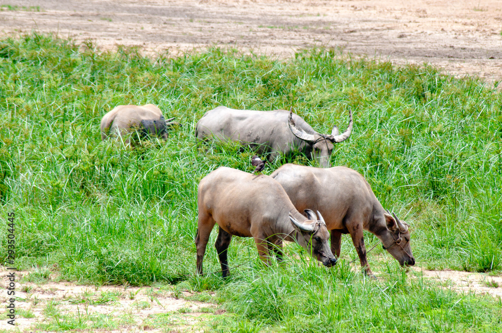 Thai breeding buffalo Living by the river Thai breeding buffalo Living by the river