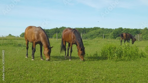 Wallpaper Mural Horses Grazing in Pasture on Summer Day in Michigan Torontodigital.ca