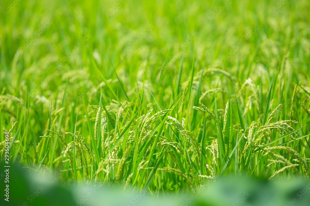 Obraz premium 青々とした稲穂