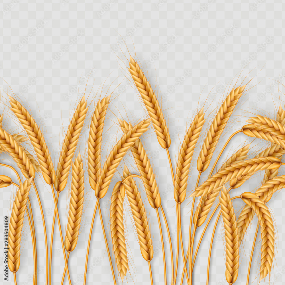 Bunch of wheat ears, dried whole grains seamless realistic illustration isolated on transparent background. Bakery object template. EPS 10 Bunch of wheat ears, dried whole grains seamless realistic illustration isolated on transparent background. Bakery object template. EPS 10
