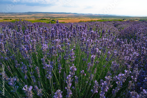 Blooming lavender field in the Alazani Valley, Kakheti, Georgia country. Summer 2019