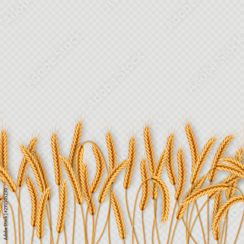 Bunch of wheat ears, dried whole grains seamless realistic illustration isolated on transparent background. Bakery object template. EPS 10