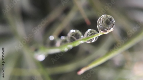 drops on leaf