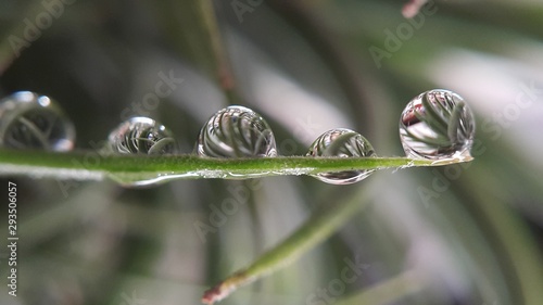 leaf of fern