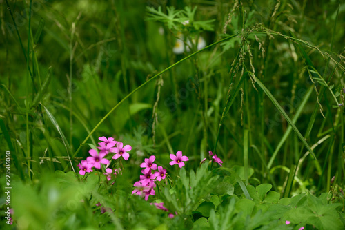 Flowers of pink-sorrel photo