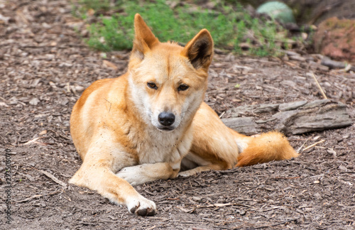 Dingo dog (Lupus Dingo) © Alizada Studios