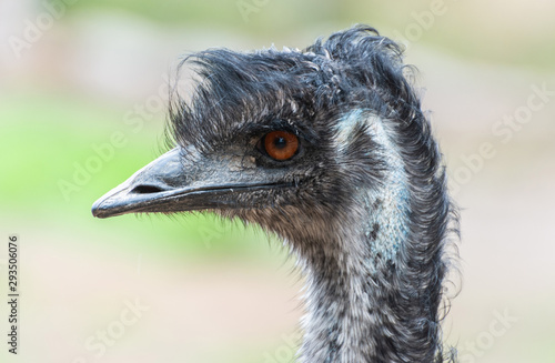 Portrait of an emu (Dromaius novaehollandiae) bird