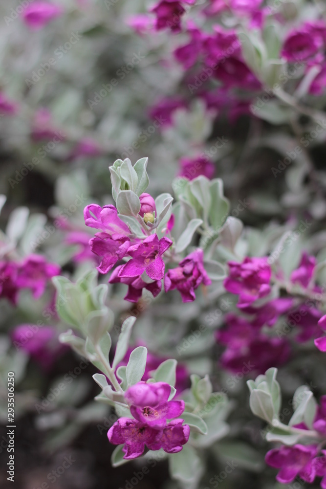 pink flower pink flower