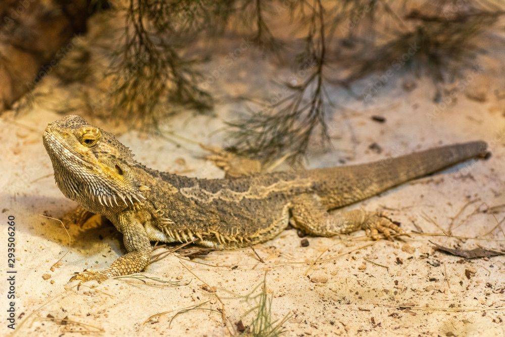Central Bearded Dragon (Pogana vitticeps) Central Bearded Dragon (Pogana vitticeps)