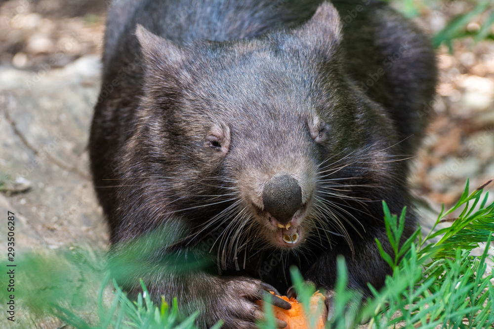 Naklejka premium Common wombat (Vombatus ursinus)