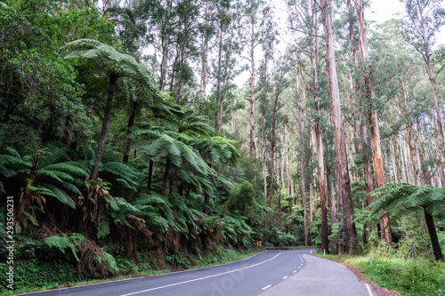 Scenic Maroondah Highway among running through rainforest in Victoria, Australia.
