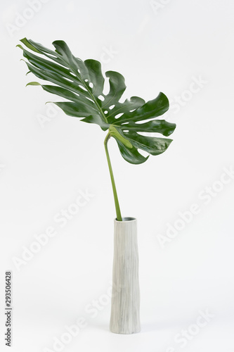 Monstera leaves on Ceramic vase, The tropical evergreen vine, Green leaf on jar, The tropical foliage plant.