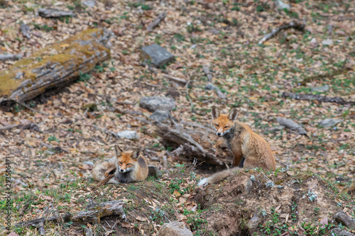 Himalayan Red Fox seen near Chopta,Uttarakhand,India