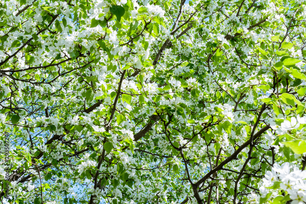 Blossoming apple tree (Malus prunifolia, Chinese apple, Chinese crabapple) spread the fragrant aroma. The apple tree in the full bloom on the sunlight. Flowers apple tree close-up. Blossoming apple tree (Malus prunifolia, Chinese apple, Chinese crabapple) spread the fragrant aroma. The apple tree in the full bloom on the sunlight. Flowers apple tree close-up.
