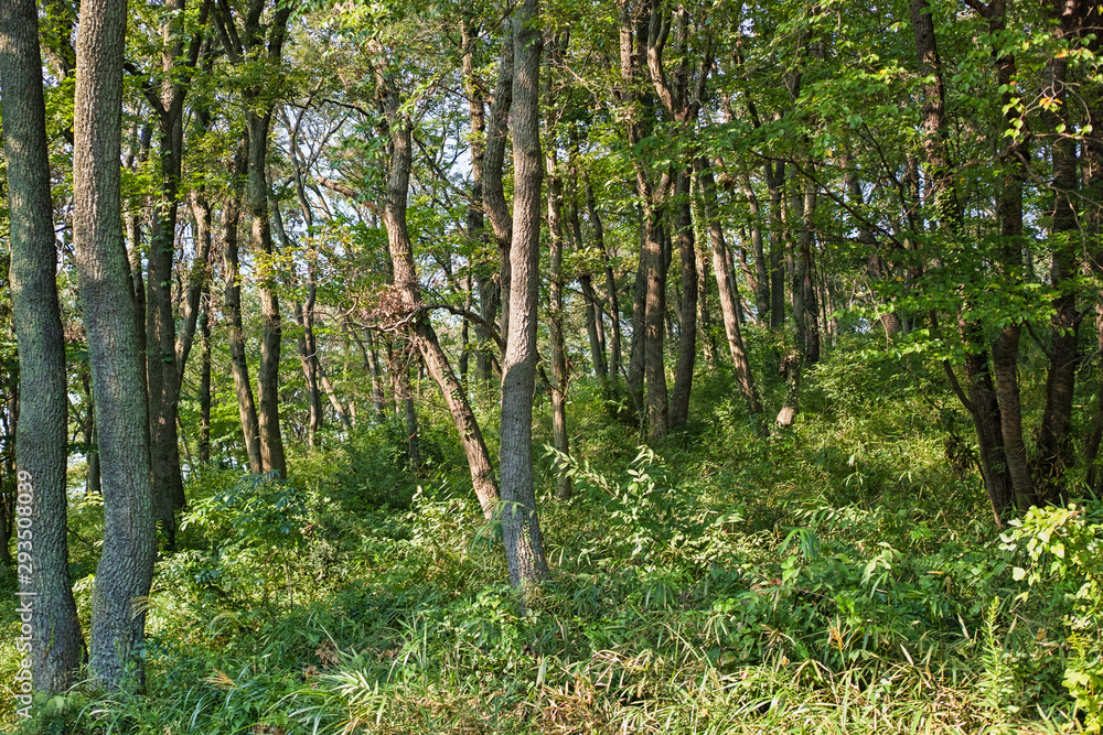 Fototapeta premium 緑がある明るい森の中の風景