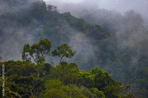 Fototapeta natura egzotyczny kostaryka