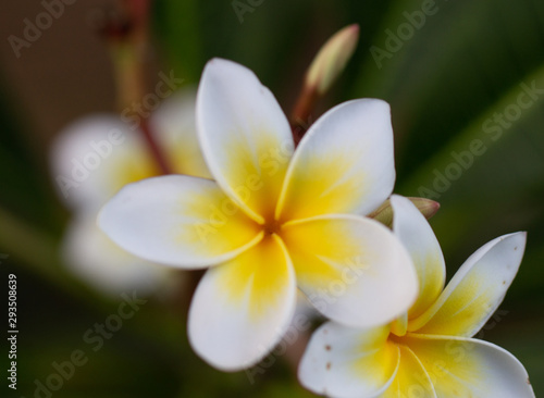 Plumeria