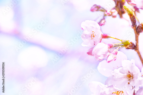 日本の満開の桜のクローズアップ