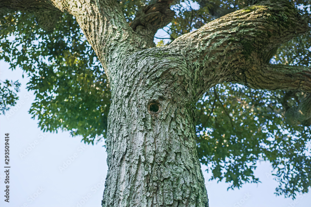 円い穴が空いている太い木の幹 Stock Photo Adobe Stock