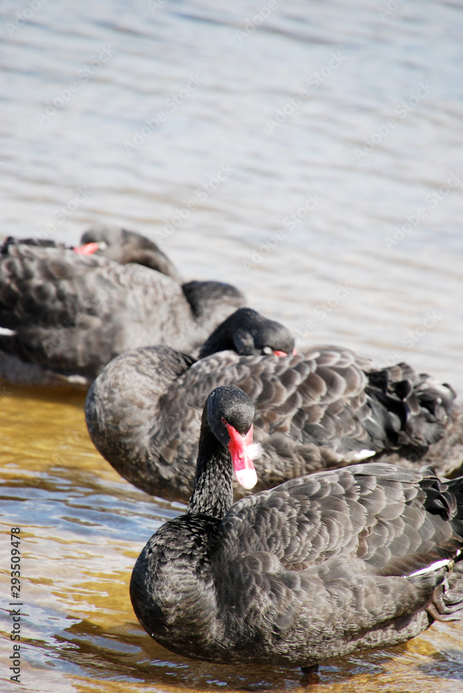 Fototapeta premium swan on the lake
