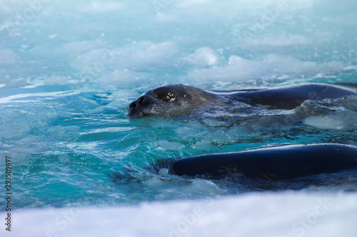 Surfacing Weddell seal Coulman Island Antarctica © SD Images