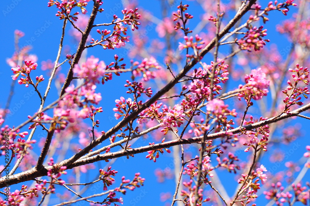 Prunus cerasoides Beautiful pink flowers thailand Prunus cerasoides Beautiful pink flowers thailand