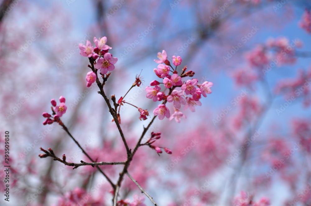 Prunus cerasoides Beautiful pink flowers thailand Prunus cerasoides Beautiful pink flowers thailand