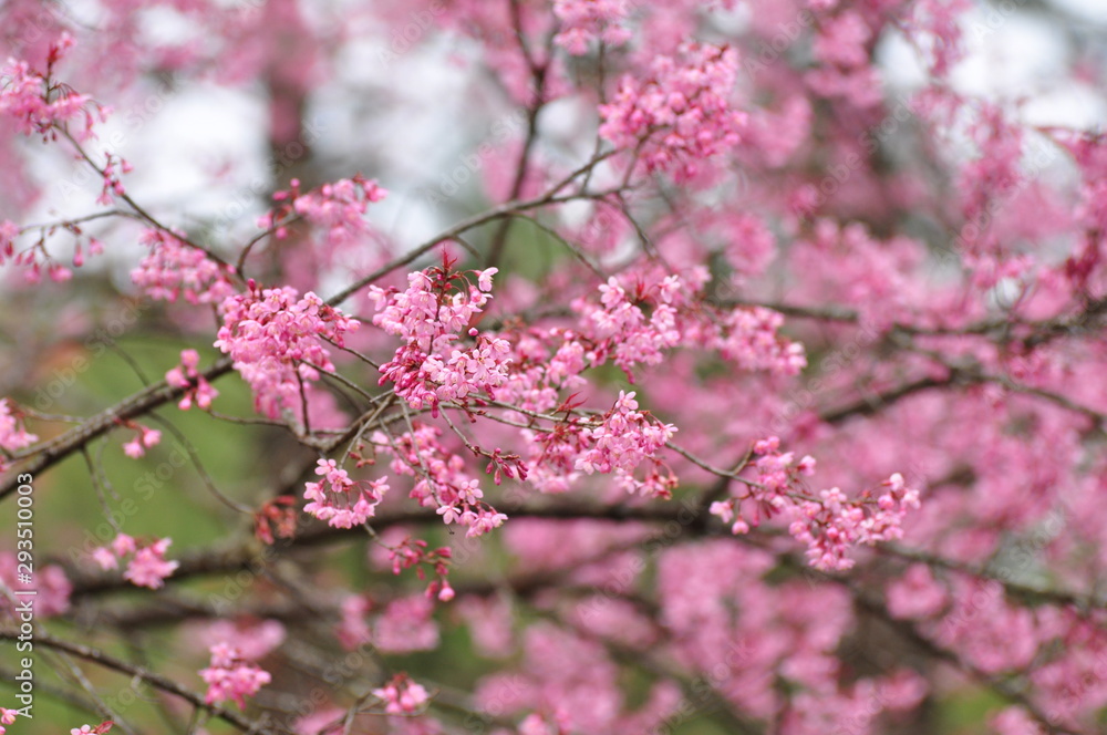 Prunus cerasoides Beautiful pink flowers thailand Prunus cerasoides Beautiful pink flowers thailand