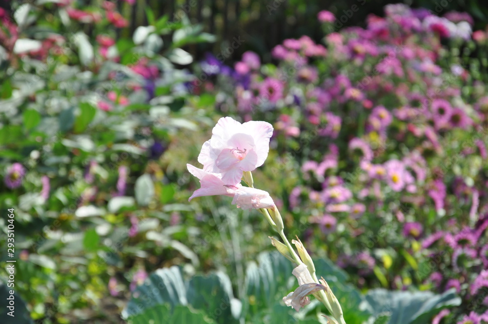 flowers in garden