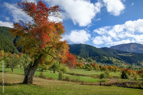 Fototapeta Naklejka Na Ścianę i Meble -  Amazing golden autumn colors in the forest path track.artvin/turkey