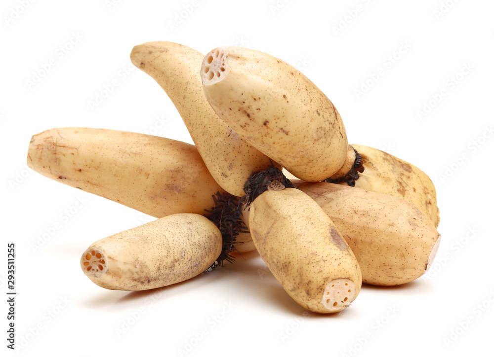 Lotus root on the white background Lotus root on the white background