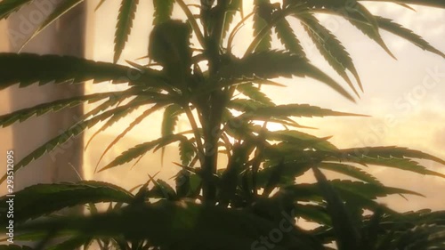 Cannabis plant with sun rays in the background in greenhouse, slow motion 4/20