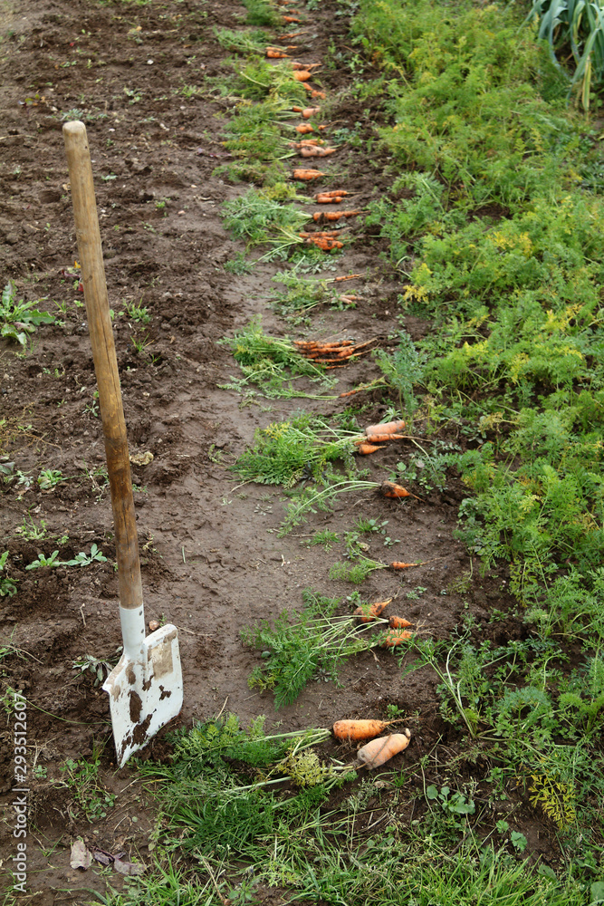 Fototapeta premium Freshly dug carrots spread by hand with a shovel on the ground in the garden. autumn vegetarian harvest