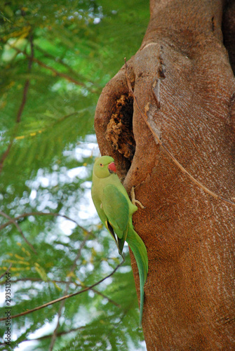 bird on a branch