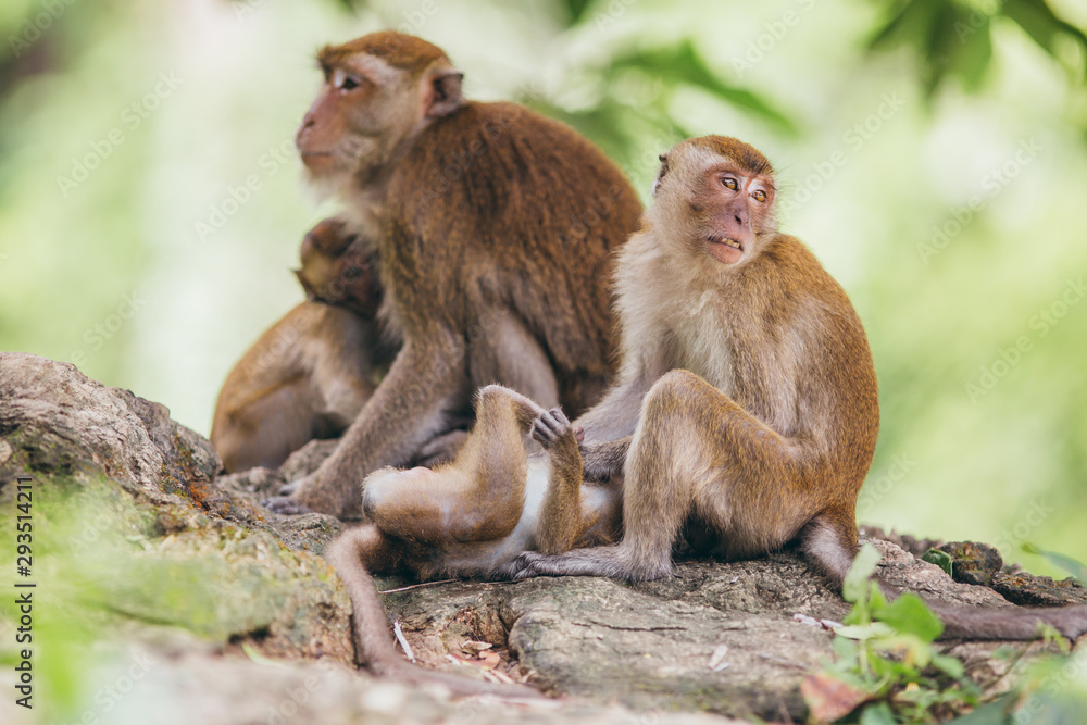 Macaque family in the jungle, in Thailand. Macaque family in the jungle, in Thailand.