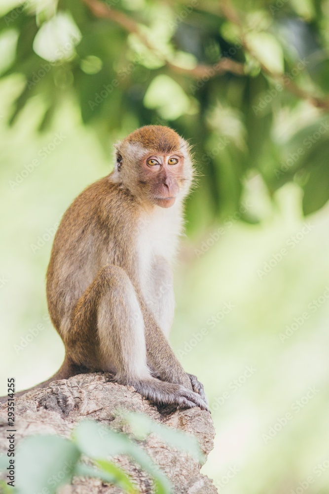 Macaque family in the jungle, in Thailand. Macaque family in the jungle, in Thailand.