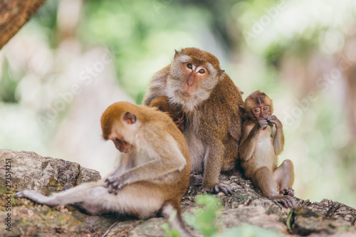 Macaque family in the jungle  in Thailand.