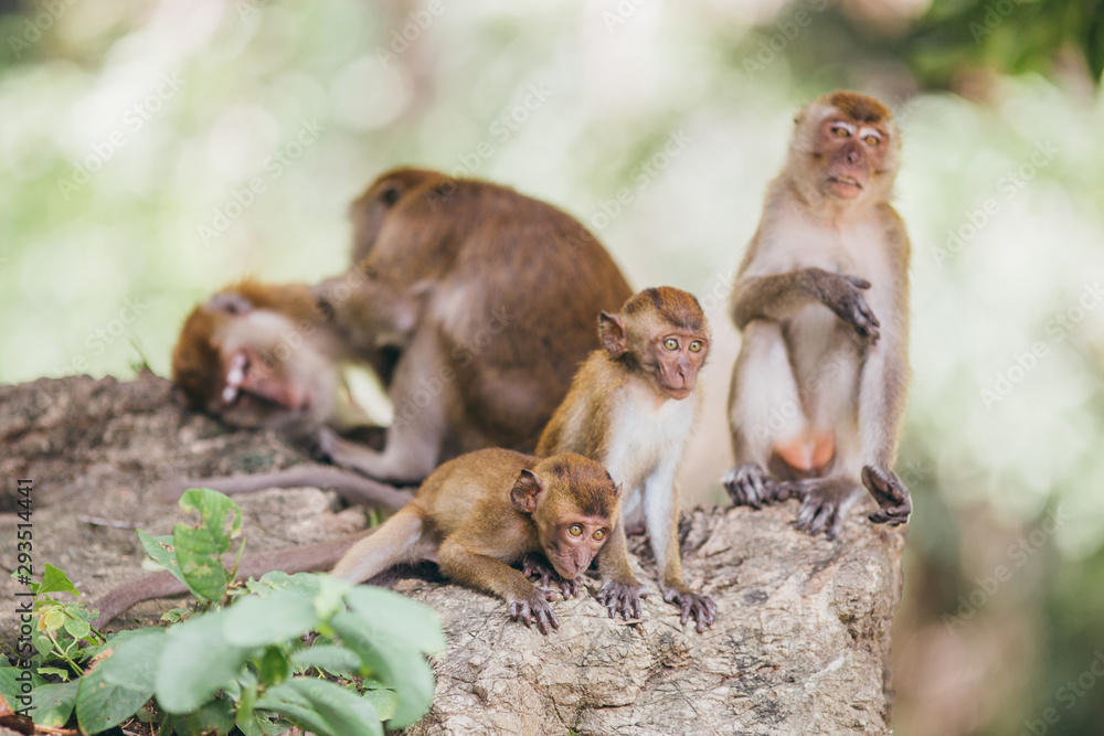 Fototapeta premium Macaque family in the jungle, in Thailand.