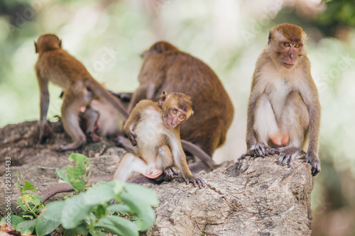 Macaque family in the jungle, in Thailand. © belyaaa