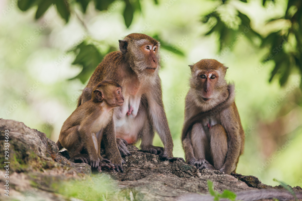 Macaque family in the jungle, in Thailand.