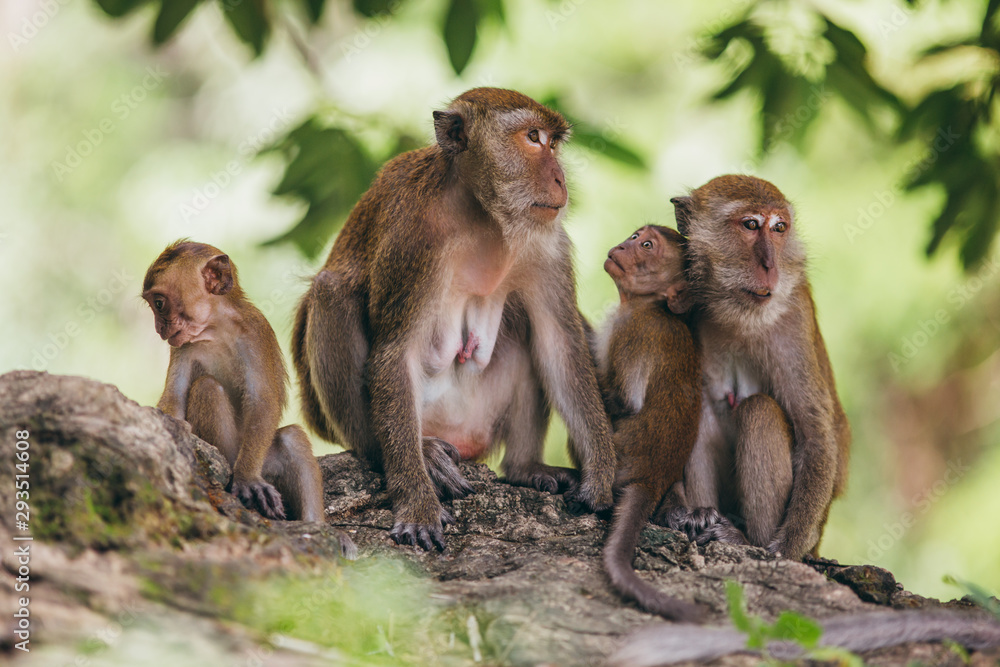 Macaque family in the jungle, in Thailand.