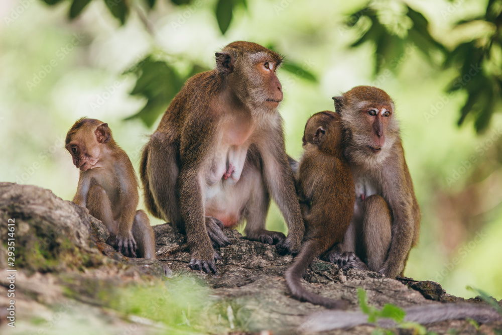 Macaque family in the jungle, in Thailand.