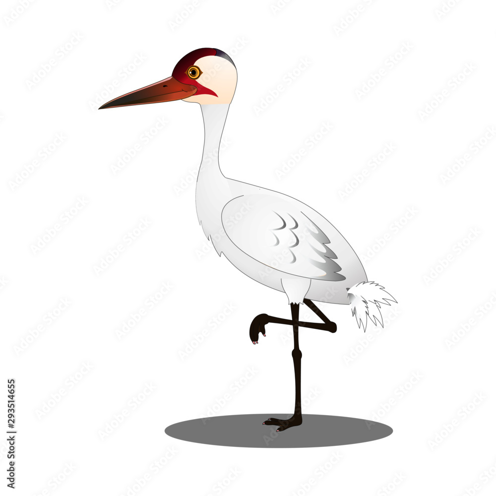 Fototapeta premium Baby Whooping Crane - Cartoon Vector Image